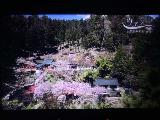 ANA_video_002_iPhone_04052023 - Checking out some cherry blossoms somewhere within the Senkyo Gorge as shown on some travel expose on the ANA in-flight entertainment