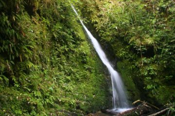 Acland Falls was the first of three waterfalls that Julie and I visited in the peaceful and ancient Peel Forest (Tarahaoa).  Perhaps the main reason why Julie and I found so much peace in this...