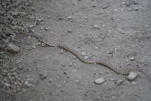 I managed to react fast enough to take this photo of a small rattlesnake during a hike to Adams Falls. Fortunately, the Sony SEL24105G lens was also fast at capturing it accurately and without suffering from too much camera shake