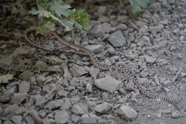 Qu'importe leur taille, même les petits serpents à sonnette comme celui-ci que j'ai rencontré sur le sentier me font envisager de porter des bottes comme la Salomon Quest 4D 3 GTX plutôt que des chaussures d'eau comme les Keens