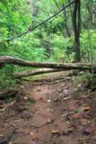 Afareaitu_Waterfalls_021_20121219 - Some fallen tree obstacles en route to Putoa Falls in December 2012