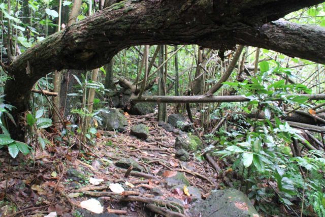 Afareaitu_Waterfalls_022_20121219 - On the jungle trail leading closer to the base of Putoa Falls