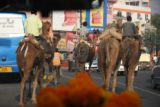 Agra_134_11052009 - Camel traffic in Agra