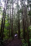 Akiu_Otaki_057_07202023 - Josh and Soph flanked by tall trees on the connector trail leading down to the base of the Akiu Otaki Waterfall