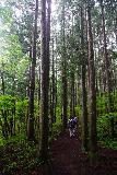 Akiu_Otaki_059_07202023 - Walking among tall trees on the way down to the Akiu Otaki's base in July 2023