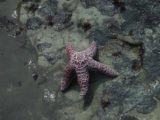 Alamere_090_05082004 - A starfish