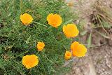 Alamere_Falls_133_04192019 - Closer look at some of the California Poppies growing by the overgrown scramble part of the hike to Alamere Falls in April 2019