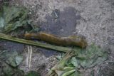 Alamere_Falls_206_04082010 - A banana slug