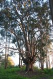 Alamere_Falls_226_04082010 - Gum trees