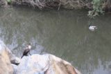 Aliso_Viejo_Falls_014_01022017 - Some birds and ducks swimming in Aliso Creek despite the poor water quality