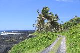 Alofaaga_Blowholes_002_11142019 - Another look at the context of the rough road leading along the turbulent southern coastline towards the Alofaaga Blowholes as well as the lava-covered coastline