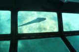 Amedee_135_11302015 - A pilot fish hitching a ride on our glass-bottomed boat