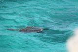 Amedee_140_11302015 - One of the sea turtles that have surfaced during our glass-bottomed boat ride on Amedee Island