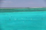 Amedee_254_11302015 - Lots of birds flying around the outer reef of Amedee Island