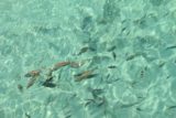 Amedee_291_11302015 - Lots of fish swimming about on the shallower depths of the lagoon by Amedee Island