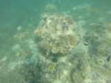 Amedee_GoPro_033_11302015 - Another closeup look at lots of fish and sea urchins around some coral by Amedee Island
