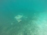 Amedee_GoPro_043_11302015 - A sea turtle all of the sudden swimming before me