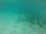 Amedee_GoPro_046_11302015 - A second sea turtle showed up while I was busy checking out the first sea turtle I saw