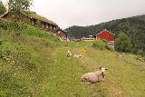Amotan_189_07152019 - Looking back at more sheep grazing and chilling out at the Jenstad Farm