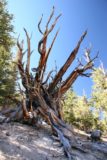 Ancient_Bristlecone_Pines_042_08212010 - More fire-like trees