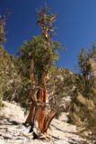 Ancient_Bristlecone_Pines_080_08212010 - Another bristlecone pine tree