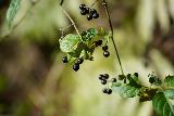 Andrew_Molera_Falls_064_02072021 - While scrambling around the Andrew Molera Falls, I noticed these berries