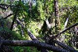 Andrew_Molera_Falls_077_02072021 - An even more contextual look at all the fallen trees around the Andrew Molera Falls