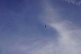 Andrew_Molera_Falls_097_02072021 - Looking up at some circling California condor gliding in the air