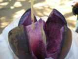 Angkor_Thom_075_jx_01072009 - Milkfruit or Star Apple