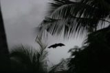 Angsana_110_11232009 - A bat flying around the Angsana Resort during twilight