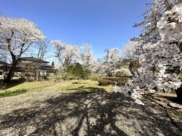 Arakawa_Residence_004_jx_04132023.JPEG - Cherry blossoms still looking great at the Arakawa's Residence near Takayama