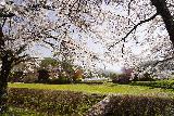 Arakawa_Residence_009_04122023 - Looking towards the morning sun through the cherry blossoms at Arakawa's Residence near Takayama