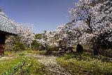 Arakawa_Residence_011_04122023 - Another look at the plethora of cherry blossoms surrounding the Arakawa's Residence near Takayama