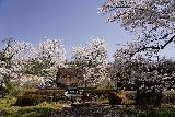 Arakawa_Residence_012_04122023 - Cherry blossoms surrounding some memorial at the Arakawa's Residence near Takayama