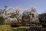 Arakawa_Residence_014_04122023 - Another look at cherry blossoms surrounding some memorial at the Arakawa's Residence near Takayama