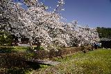 Arakawa_Residence_026_04122023 - More contextual peripheral look at the cherry blossoms at the Arakawa's Residence near Takayama
