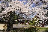 Arakawa_Residence_029_04122023 - Looking underneath cherry blossoms towards the main building of the Arakawa's Residence near Takayama