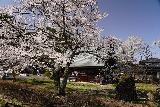 Arakawa_Residence_033_04122023 - Another look past cherry blossoms towards the Arakawa's Residence near Takayama