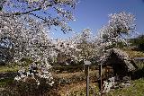 Arakawa_Residence_035_04122023 - Still looking towards the perimeter of cherry blossoms at Arakawa's Residence near Takayama