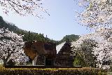 Arakawa_Residence_049_04122023 - Still another look back at Arakawa's Residence near Takayama flanked by cherry blossoms