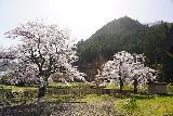 Arakawa_Residence_054_04122023 - Looking back at a pair of cherry blossom trees around the periphery of the Arakawa's Residence near Takayama