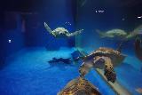 Asamushi_010_07112023 - Looking at some giant sea turtles inside the Asamushi Aquarium