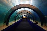 Asamushi_017_07112023 - Going through an interesting tunnel within their largest tank of sea life at the Asamushi Aquarium