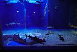 Asamushi_047_07112023 - Another look at some shark tank inside the Asamushi Aquarium