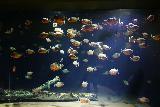 Asamushi_057_07112023 - A tank full of fish that appear to be piranha-like inside the Asamushi Aquarium