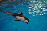 Asamushi_080_07112023 - Focused look at a captive dolphin inside the Asamushi Aquarium