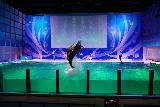 Asamushi_097_07112023 - Some dolphins doing tricks at a performance part of the Asamushi Aquarium