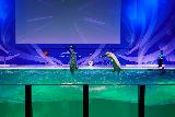 Asamushi_104_07112023 - More dolphins doing tricks at a performance part of the Asamushi Aquarium