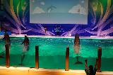 Asamushi_113_07112023 - Still more dolphins doing tricks inside the Asamushi Aquarium's performance center