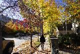 Aspen_008_10182020 - Julie walking along East Cooper Avenue in Aspen, which still exhibited nice Autumn colors